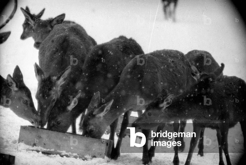 Feeding of wild animals at Berchtesgaden, 1952 (b/w photo)
