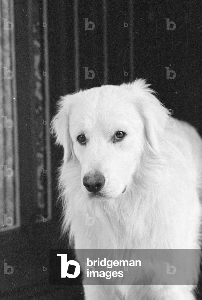 Hungarian shepherd dog, 1978 (b/w photo)