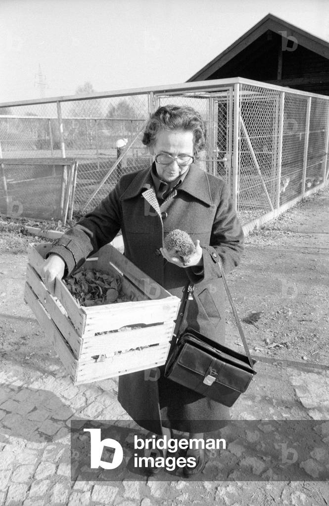 Elderly lady hands in a found hedgehog, 1978 (b/w photo)