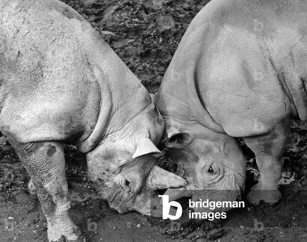Two rhinos, 1960s (b/w photo)