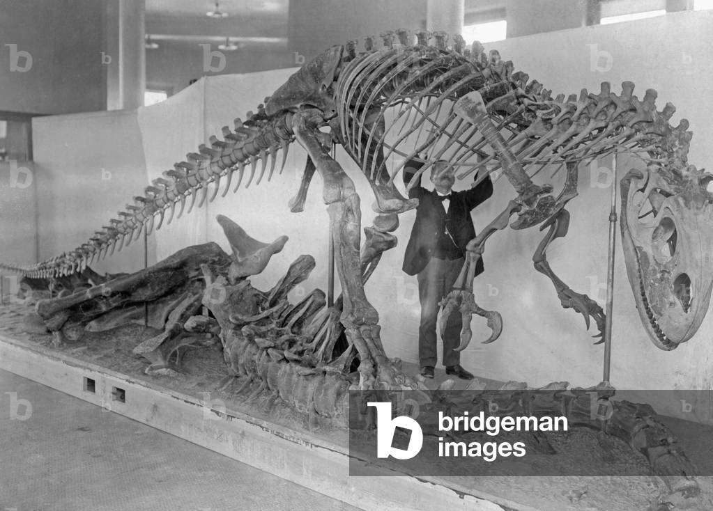 Skeleton of an Allosaurus, 1927