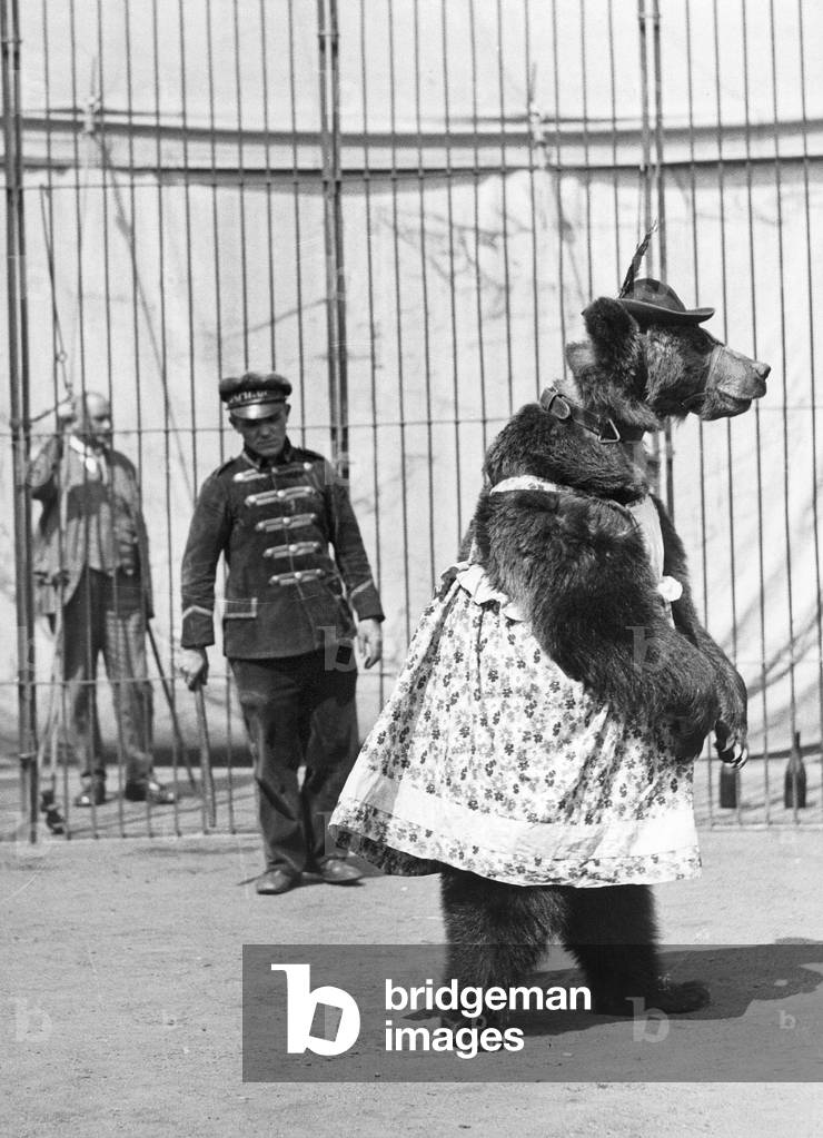 Circus bear doing dressage, 1937 (b/w photo)