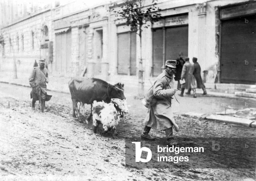 Austrian soldiers with commandeered cattle, 1915 (b/w photo)