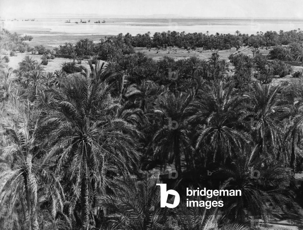 Oasis in Egypt, 1936 (b/w photo)