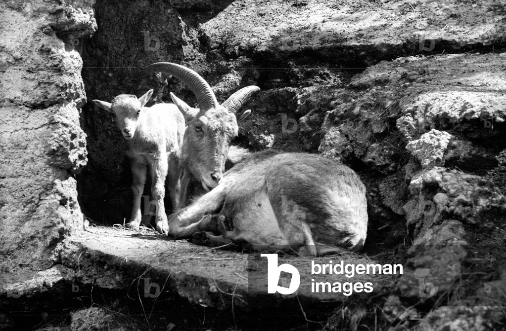 Alpine ibexes in the Munich Zoo, 1954 (b/w photo)