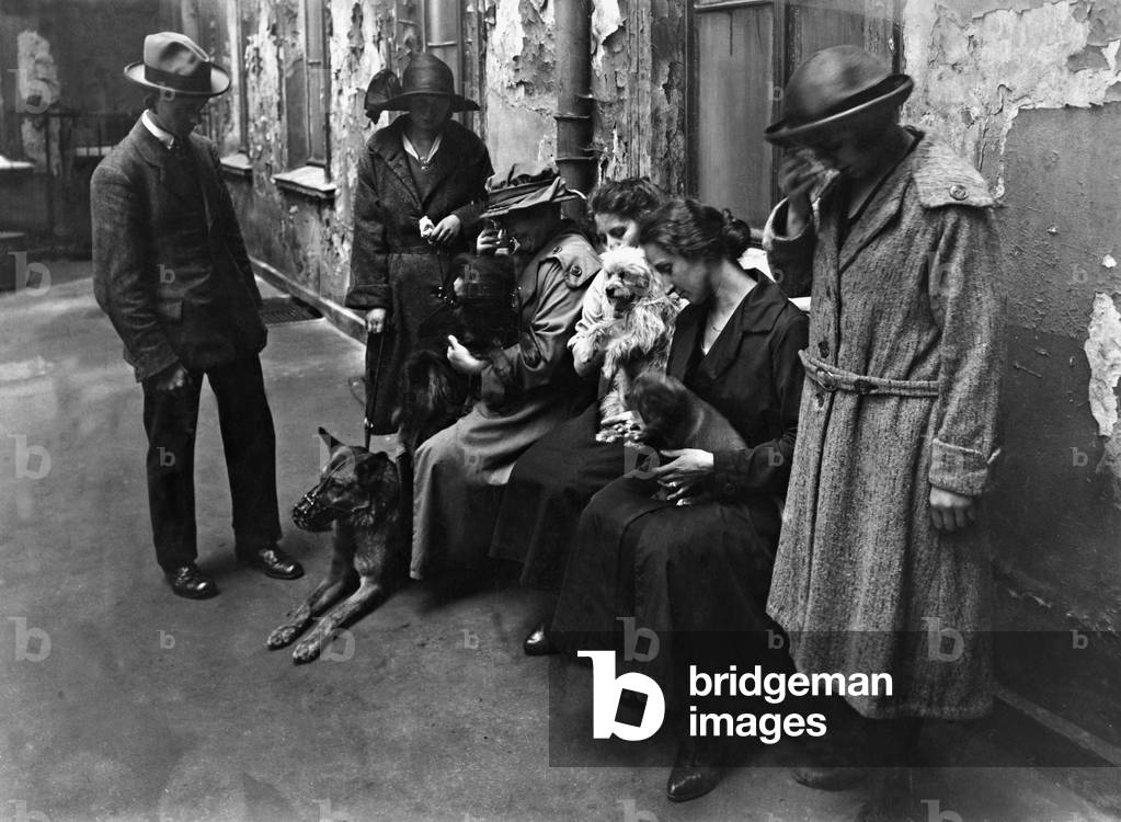 Dogs prior to euthanasia, 1923 (b/w photo)