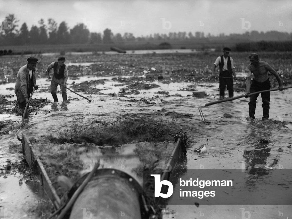 Garbage utilization in agriculture, 1934 (b/w photo)