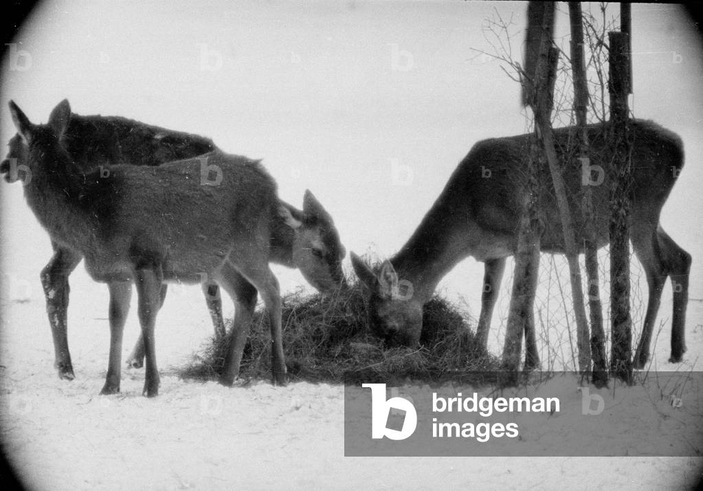 Feeding of wild animals at Berchtesgaden, 1952 (b/w photo)