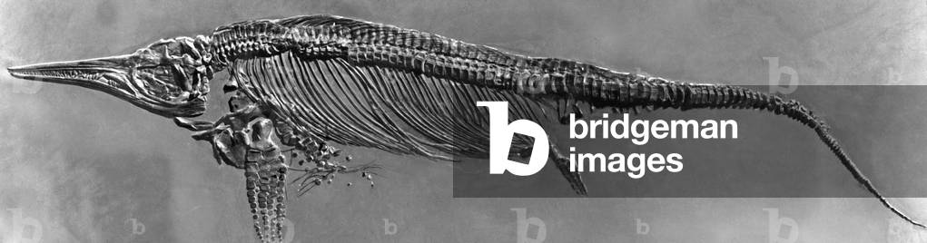 Skeleton of an ichthyosaur, 1937