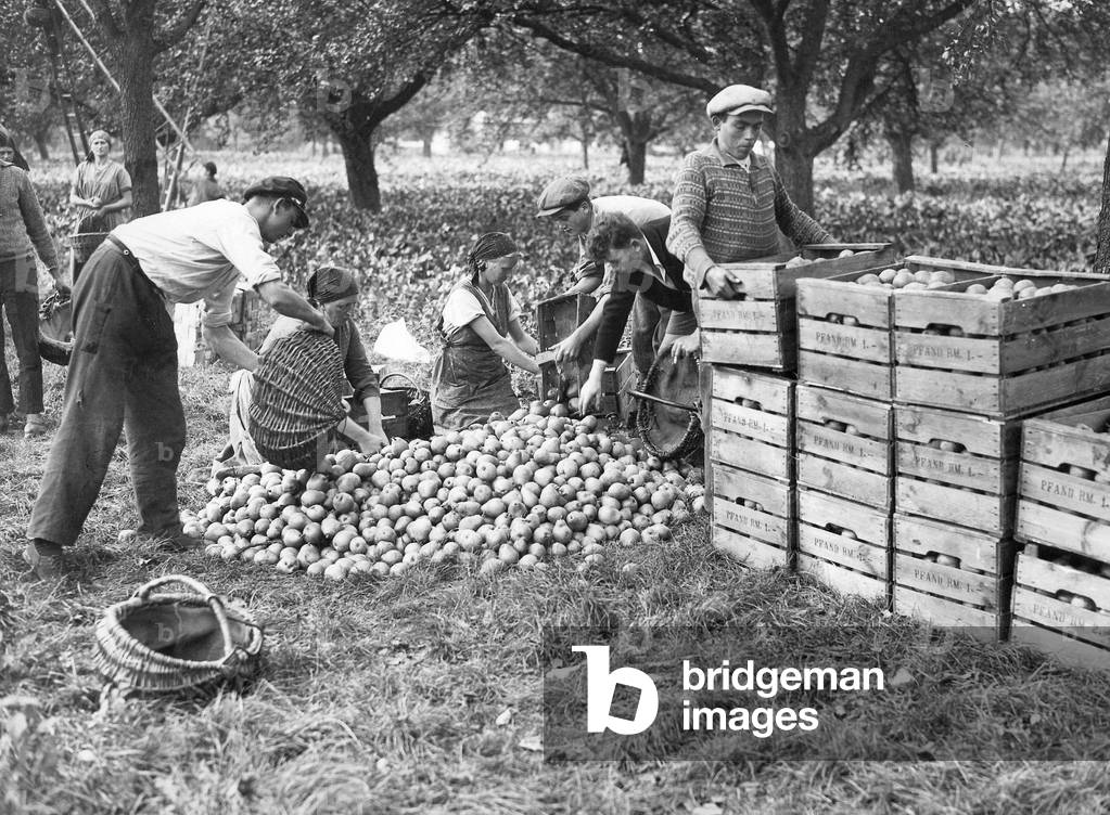 Fruit harvest near Berlin (b/w photo)