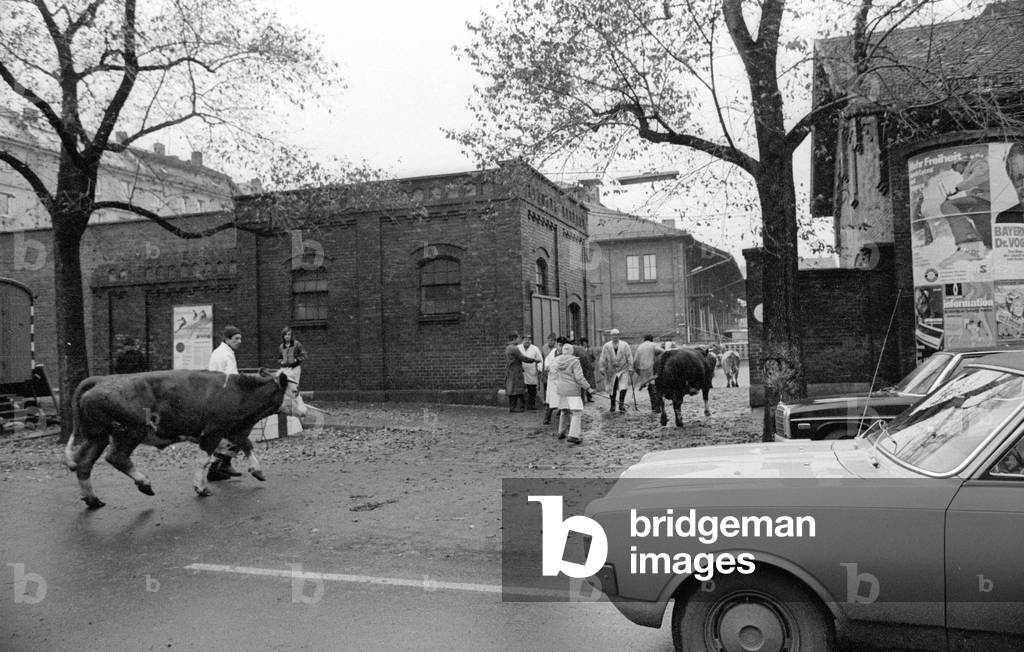 Slaughterhouse in Munich, 1974 (b/w photo)