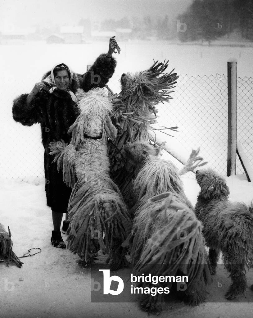 Feeding Pulik (b/w photo)