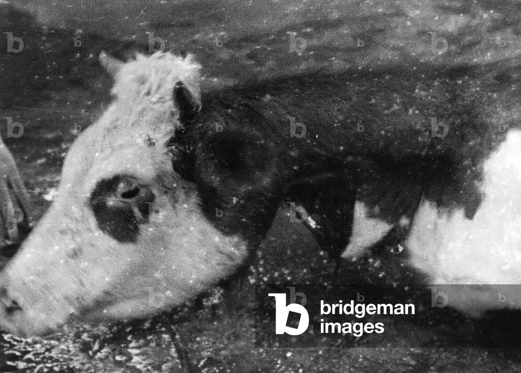 Slaughtered cow, 1930s (b/w photo)