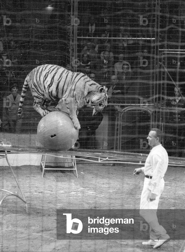 Tiger at Circus Krone, 1966 (b/w photo)