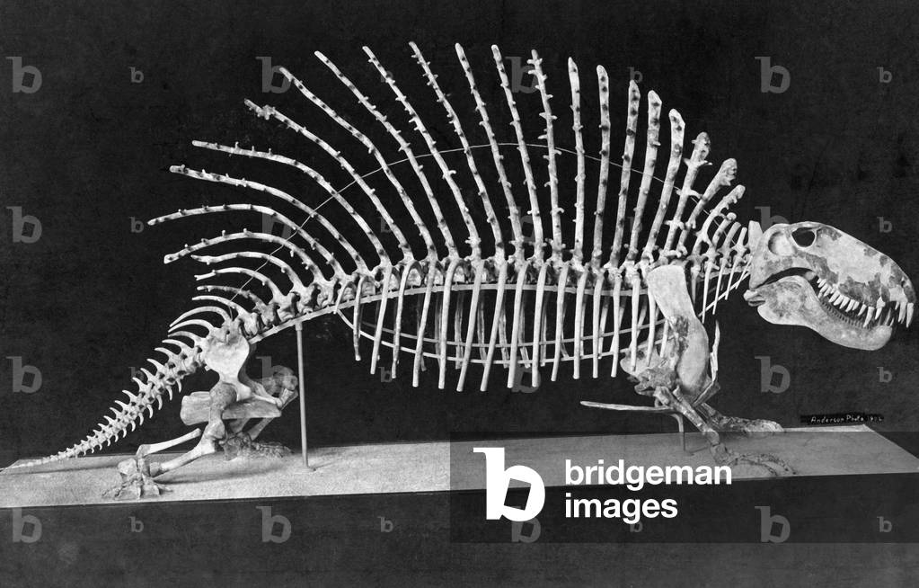Skeleton of a Naosaurus, 1908