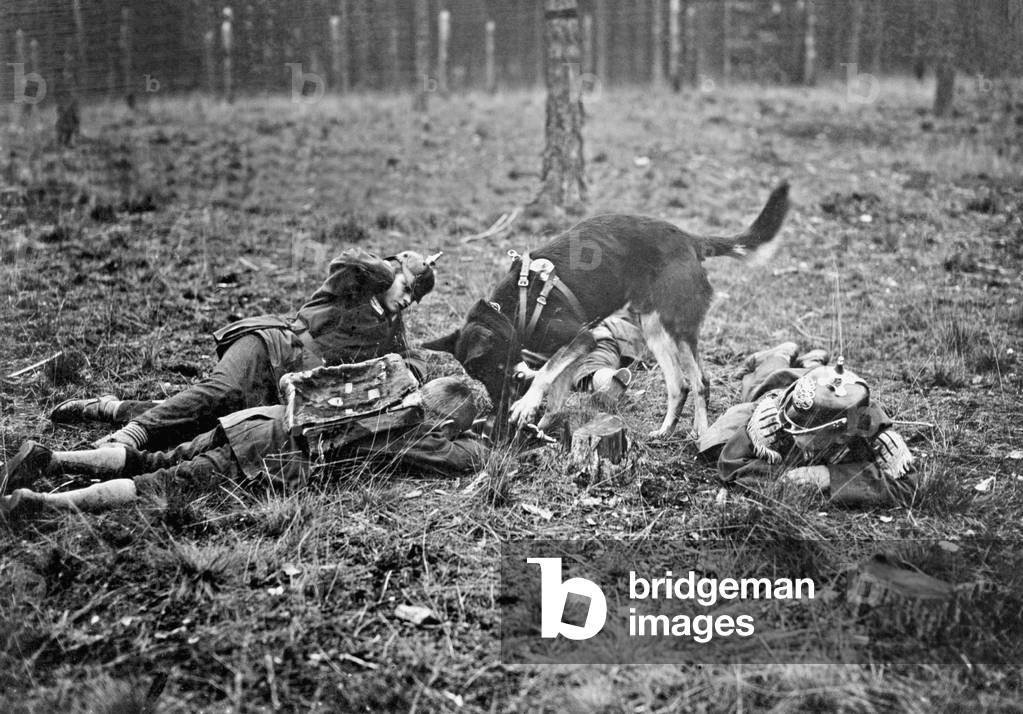 Training of medic dogs, 1914 (b/w photo)