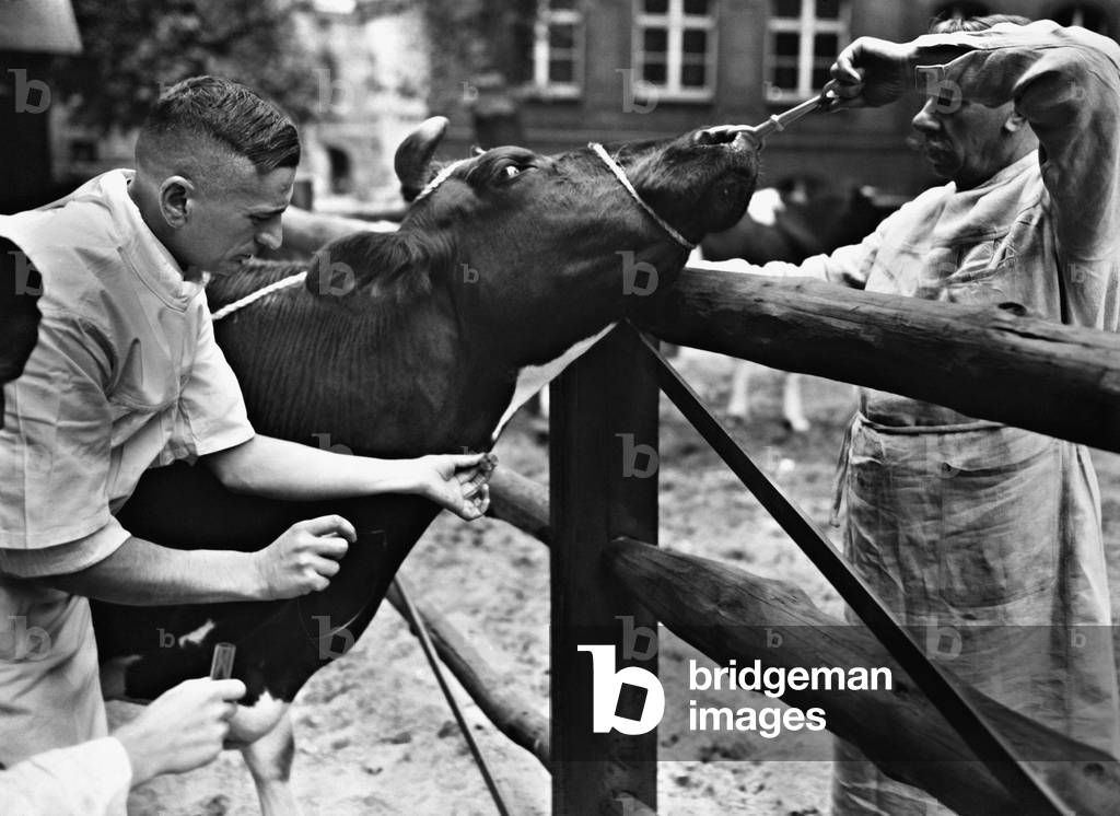Veterinary examination of a cow, 1935 (b/w photo)