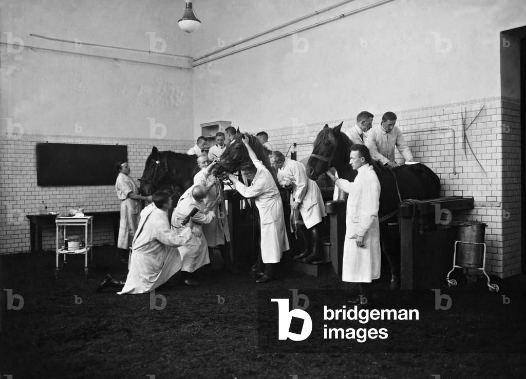 Dental treatment on horses, 1922 (b/w photo)