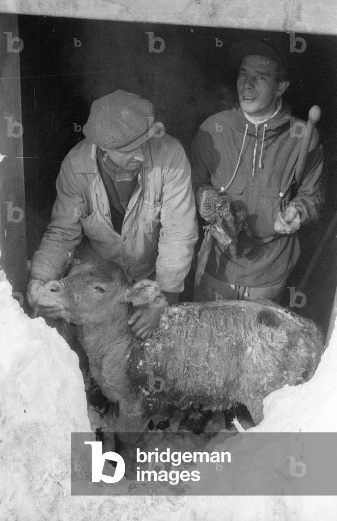 After an avalanche rescuers dig their way through the snow to a building, 1957 (b/w photo)