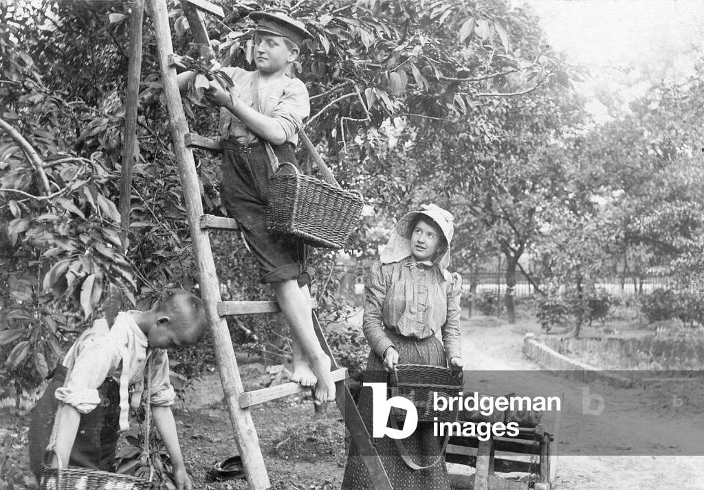 Children picking cherries, 1906 (b/w photo)