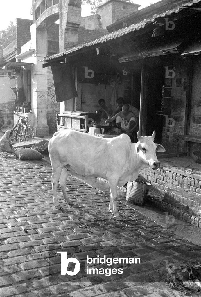 A feral cow in Benares, 1966 (b/w photo)