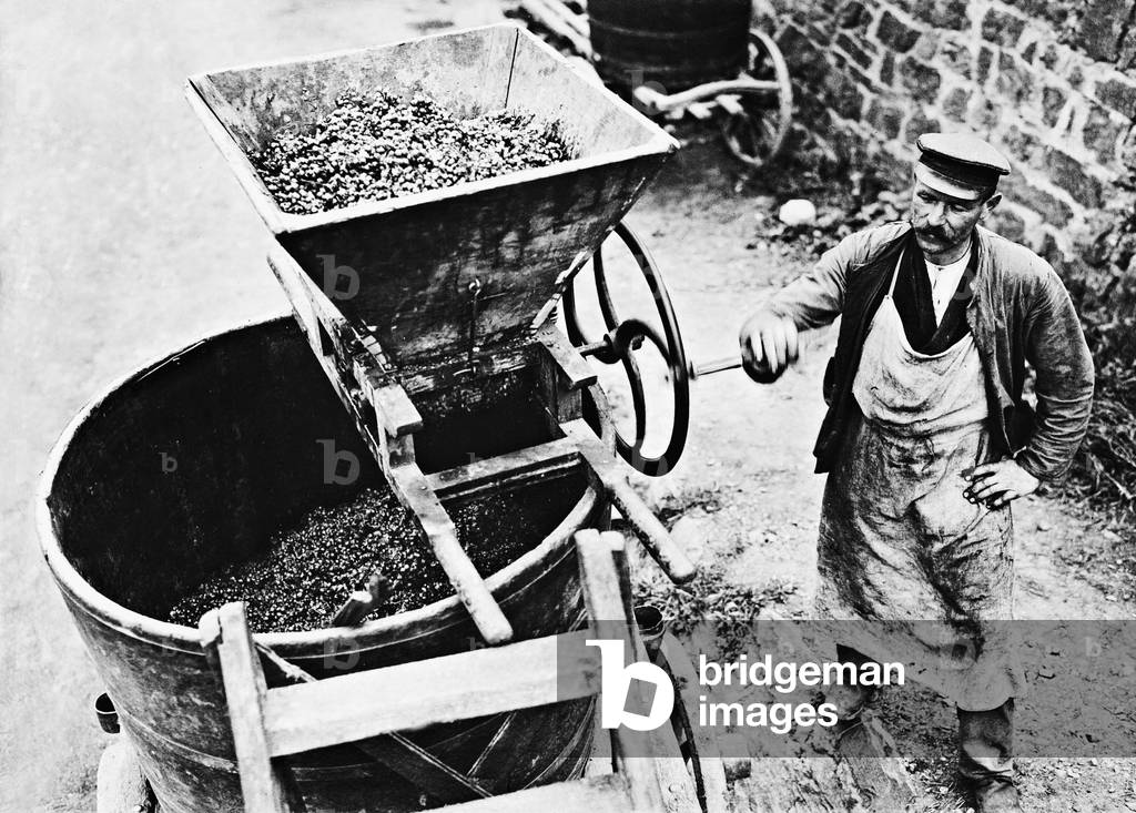 Wine grower on the grape press (b/w photo)
