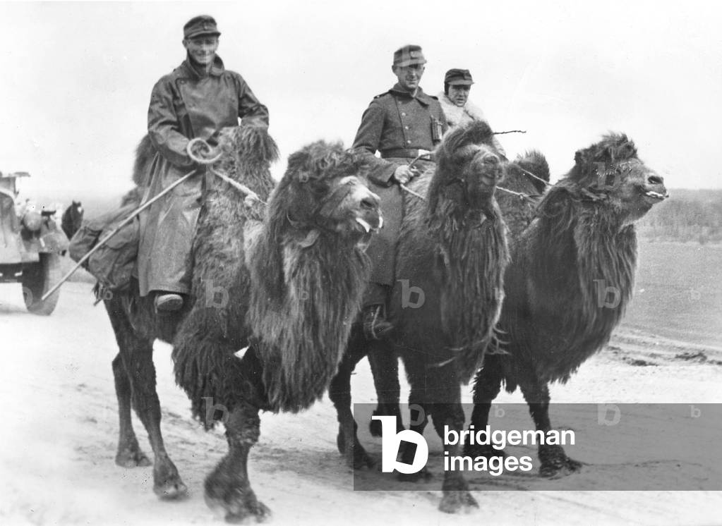 German soldiers on camels, 1943 (b/w photo)