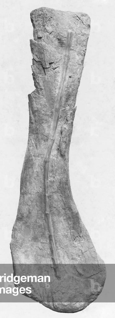 Bones of a Camarasaurus, 1903