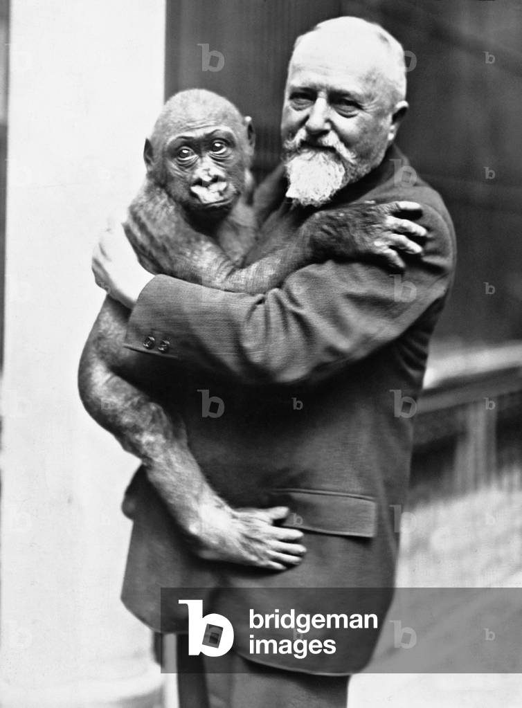Ludwig Heck with a young gorilla, 1931 (b/w photo)