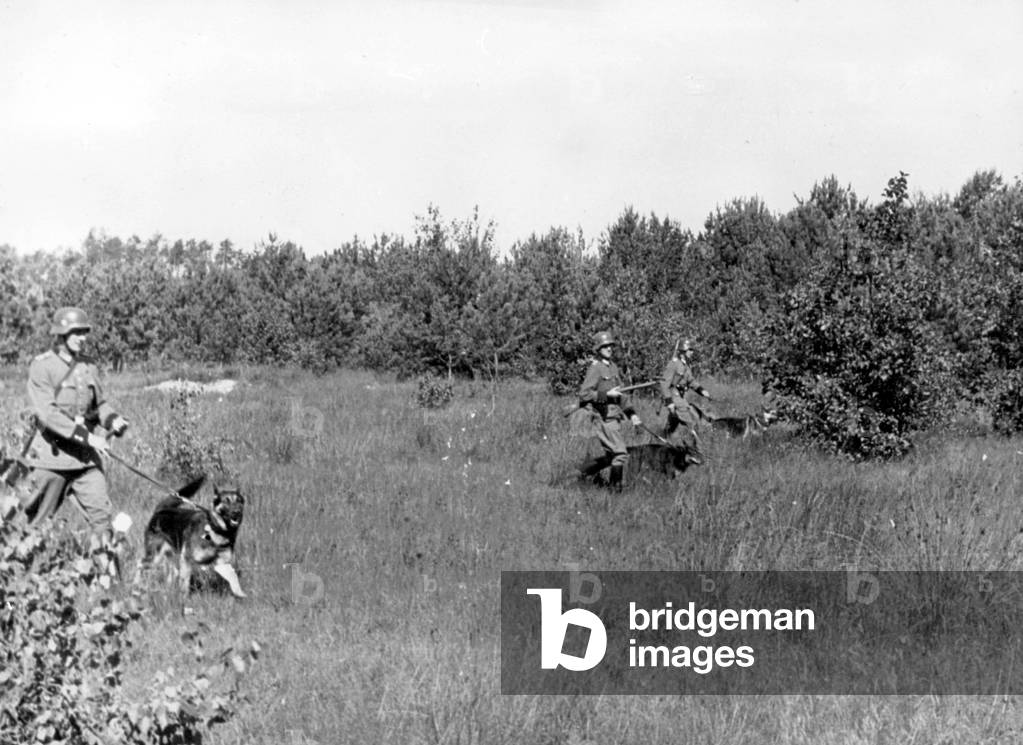 German police with German shepherd dogs searching for partisans, 1942 (b/w photo)
