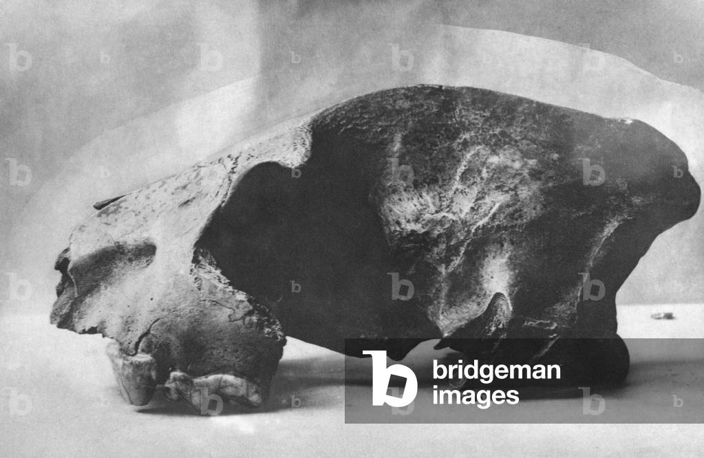 Skull fragment of a dinosaur, 1925