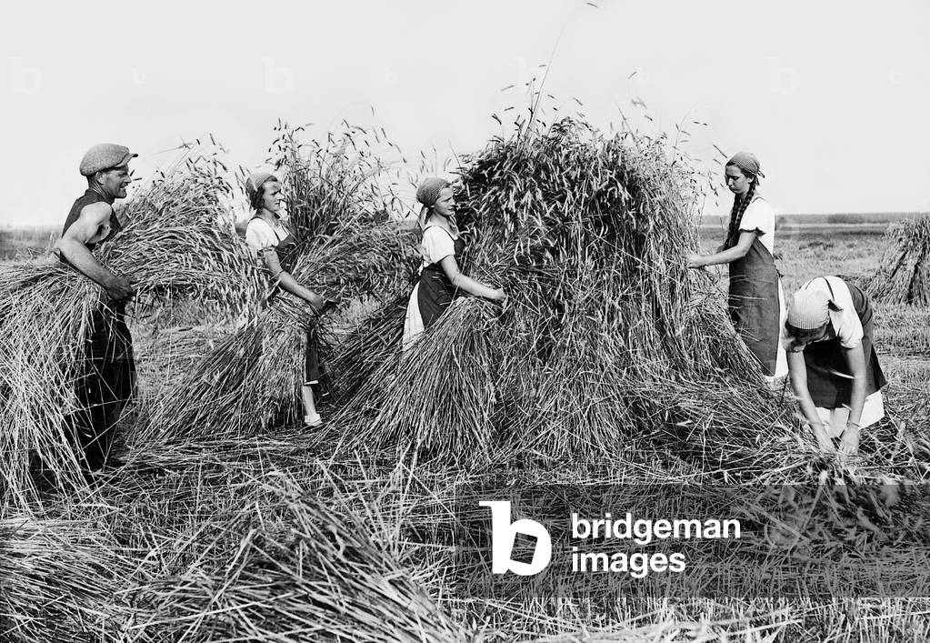 BDM girls help with the harvest (b/w photo)