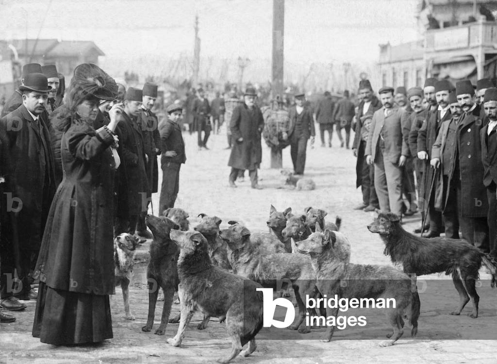 A woman feeding stray dogs in Constantinople, 1908 (b/w photo)