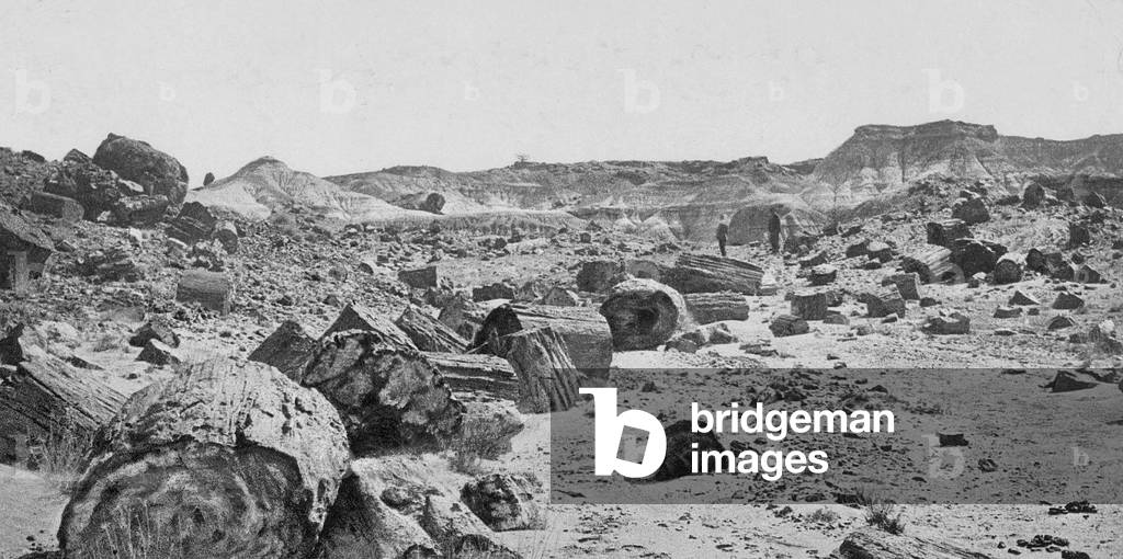 Petrified forest near Adamana (b/w photo)