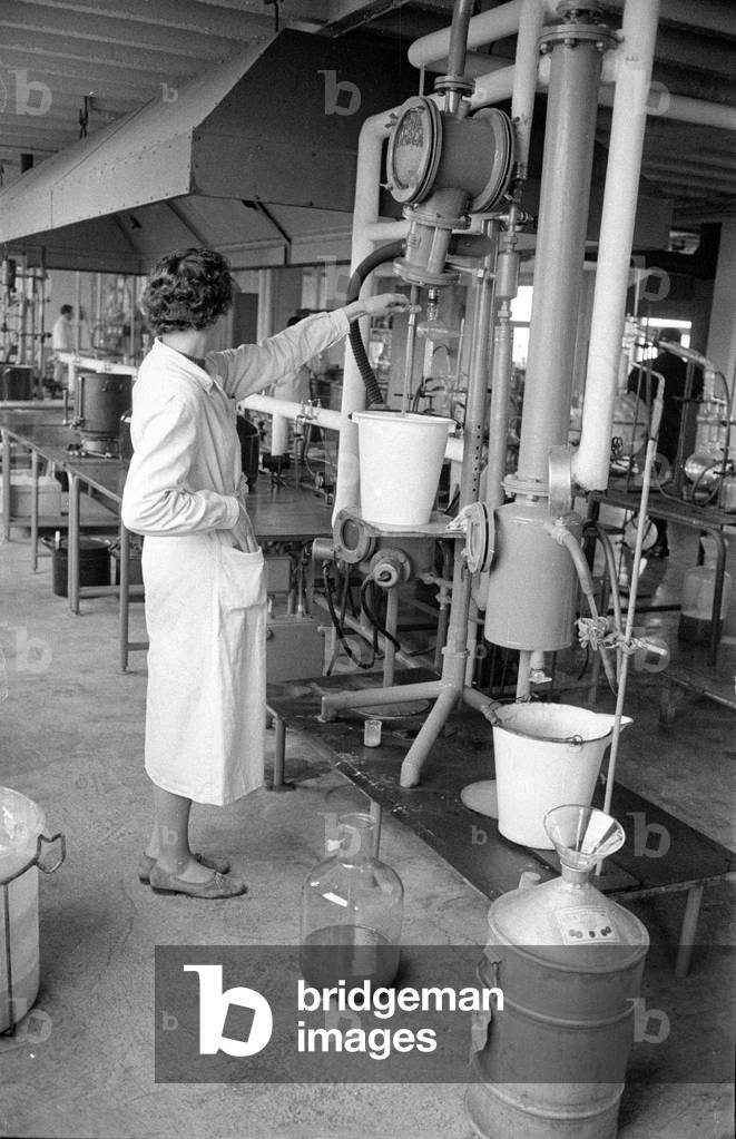 Production of flu vaccine, 1960 (b/w photo)