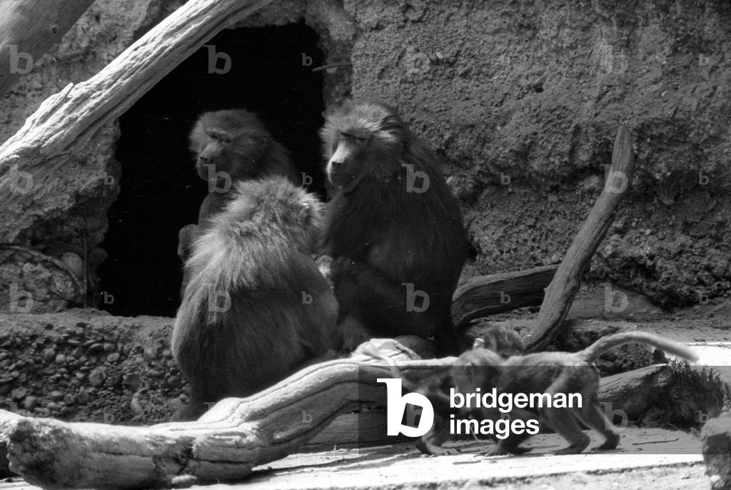 Young monkeys in the Munich Zoo, 1954 (b/w photo)
