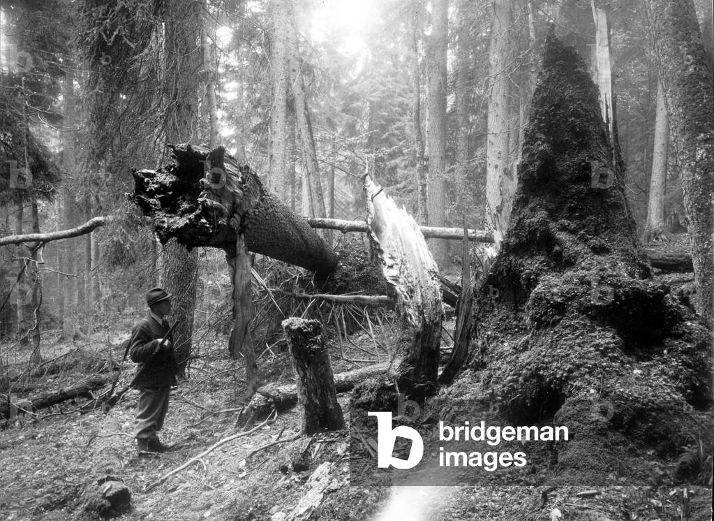 A forester in the Bohemian Forest (b/w photo)