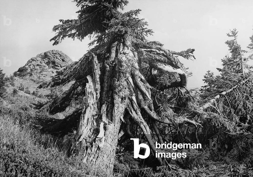 Overturned spruce in the Bohemian Forest, 1942 (b/w photo)