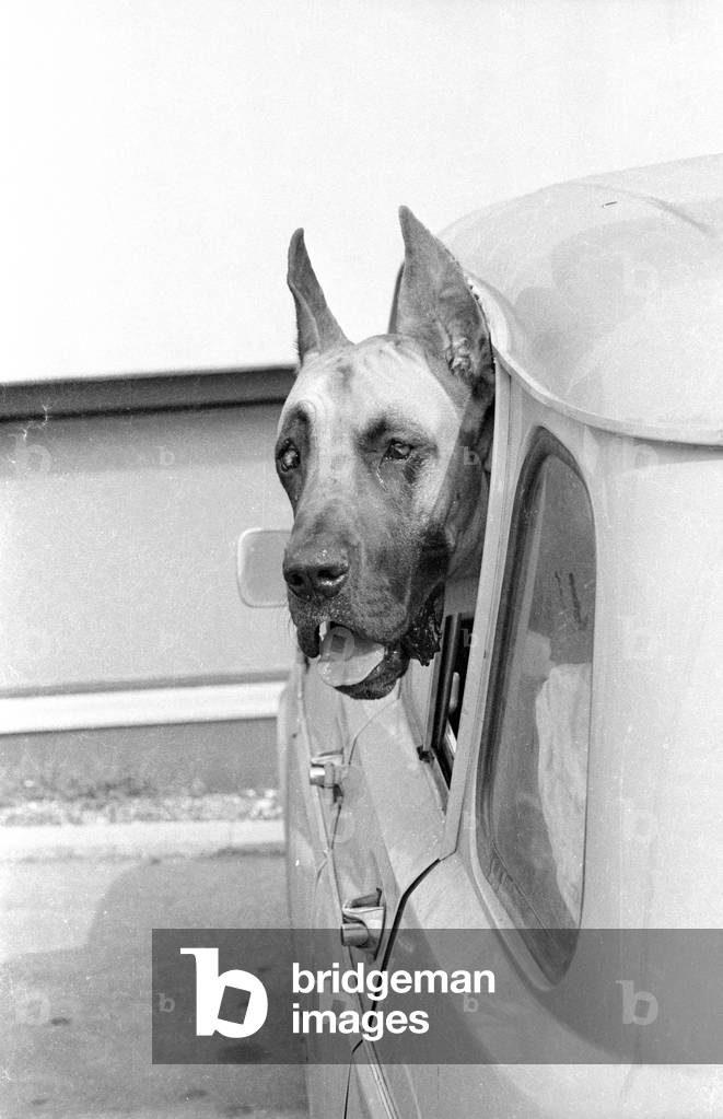 Great Dane in a car, 1971 (b/w photo)