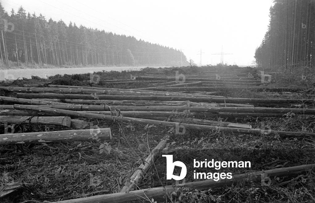 Deforested woodland, 1974 (b/w photo)
