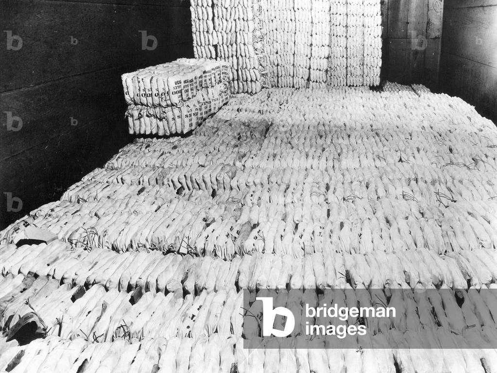 Gold in the coin hall in San Francisco, 1934 (b/w photo)