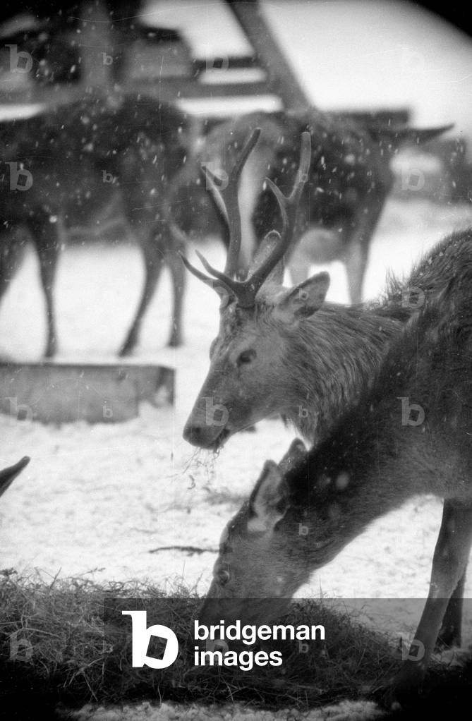 Feeding of wild animals at Berchtesgaden, 1952 (b/w photo)