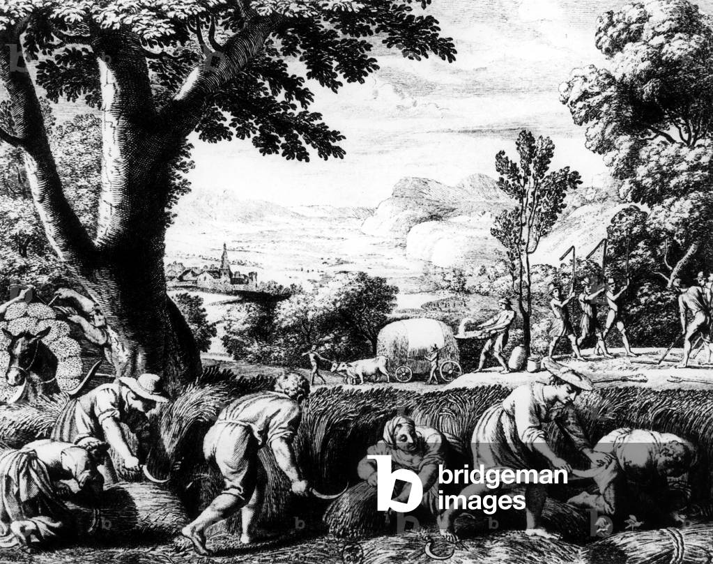 Grain harvest in the 17th century