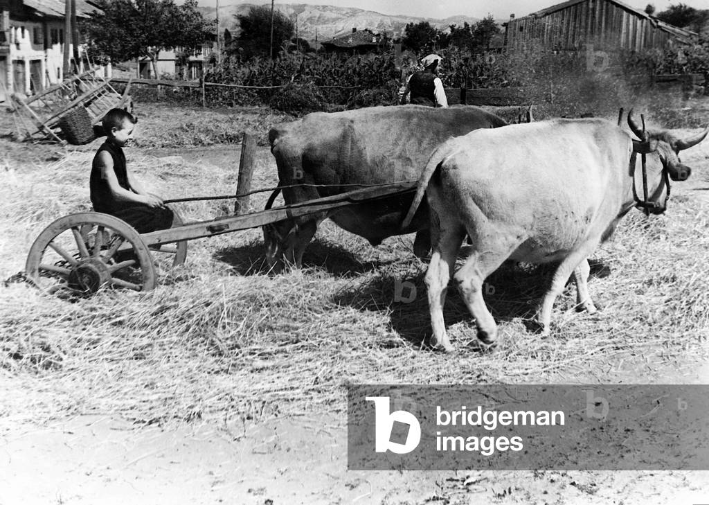 Agriculture in Bulgaria, 1942 (b/w photo)