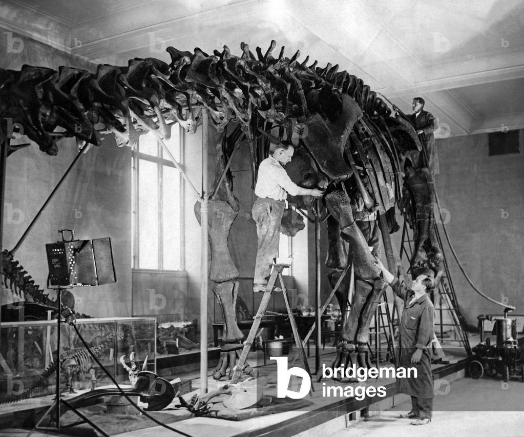 Dinosaur skeleton, 1926