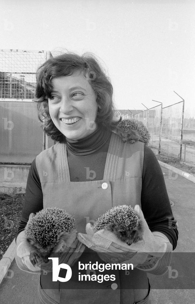 Employees of a hedgehog rescue center with three animals, 1978 (b/w photo)