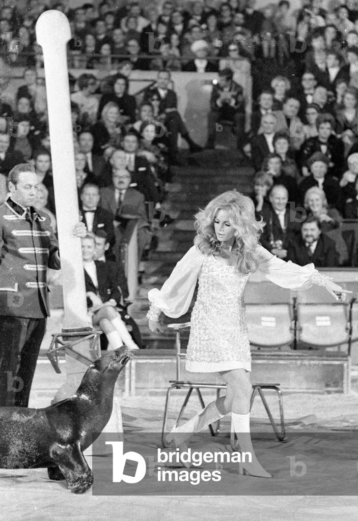 Performance with sea lions on the show 