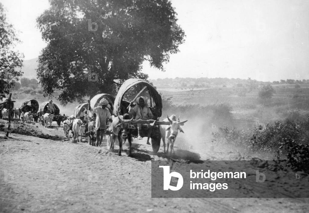 Indian yokes of oxen, 1931 (b/w photo)