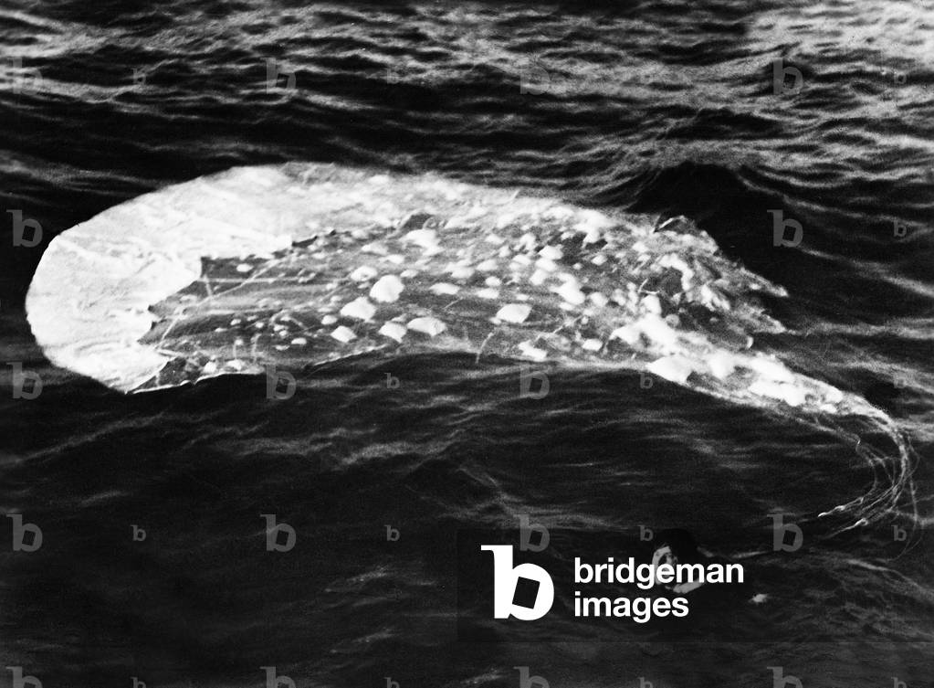 British pilot in water, 1944 (b/w photo)