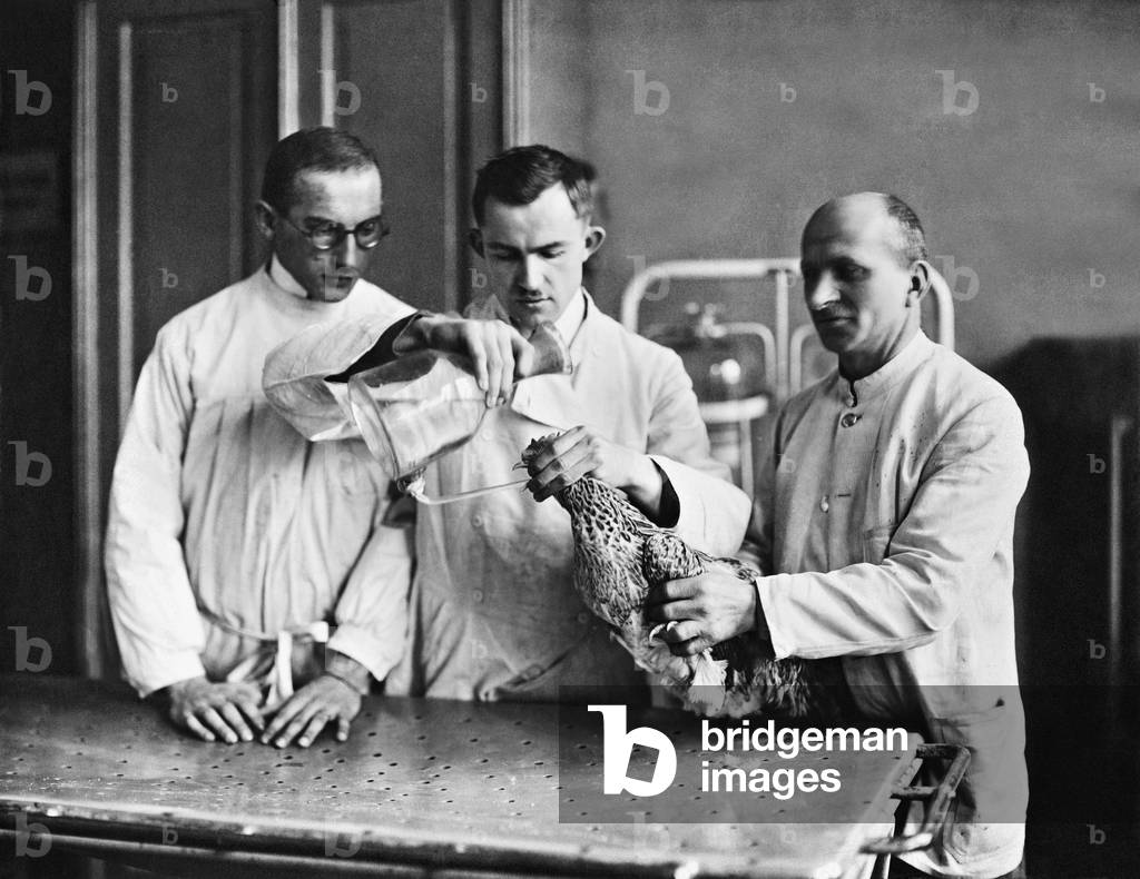 The treatment of a chicken, 1922 (b/w photo)